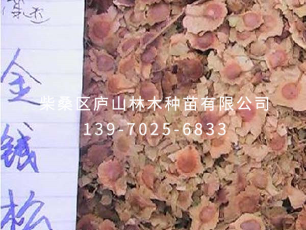 金錢(qián)松種子