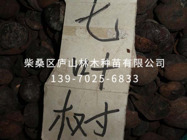 七葉樹(shù)種子