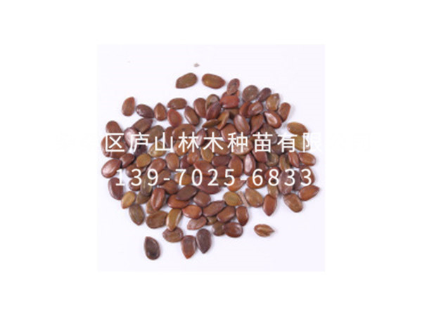 橡膠樹(shù)種子